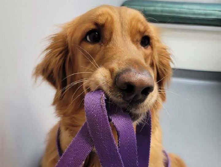 East Hartford Veterinary Services East Hartford Vet Hospital